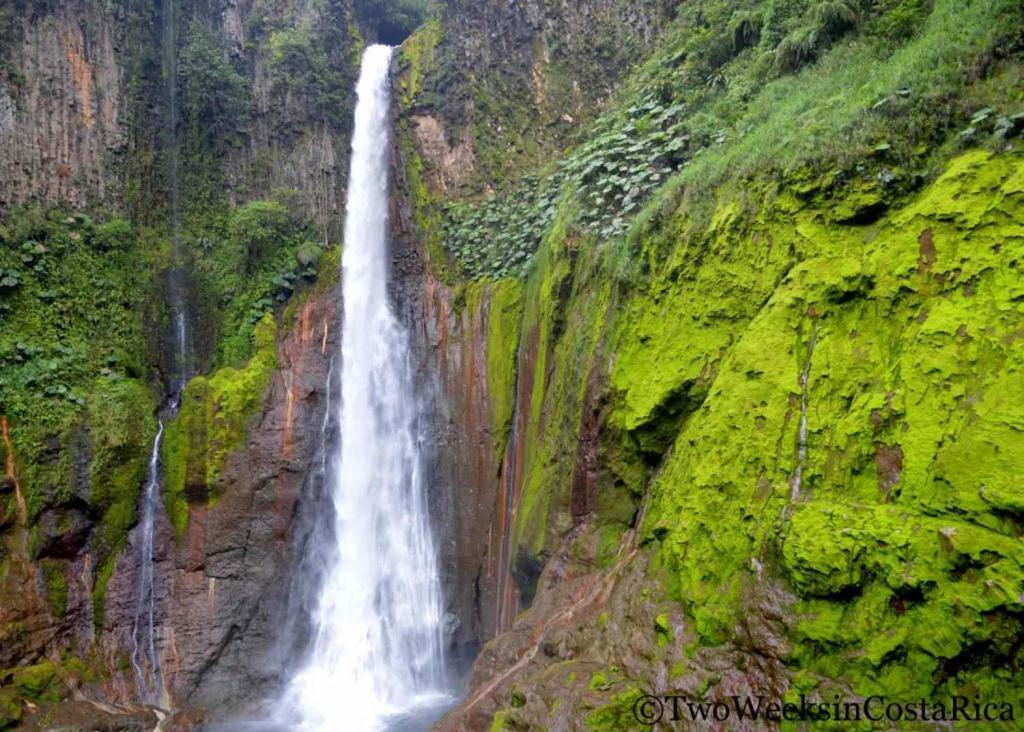 Selvatica Del Toro *